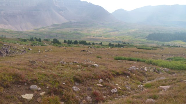 Prepare for the impending Sheepocalypse.